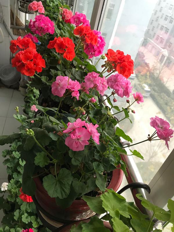  封闭阳台养花，记住小技巧，隔着玻璃，养成“小花园”