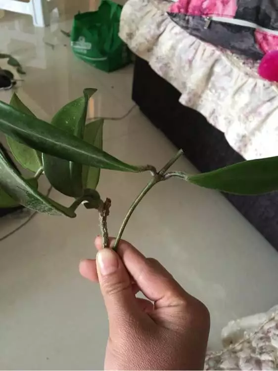 现在扦插最好活的花，7天能生根，插多少活多少，错过了就晚了