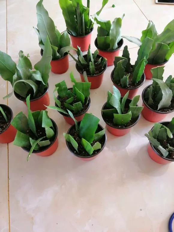 一片叶子就能活的花，别花“冤枉钱”买，丢盆里就生根发芽