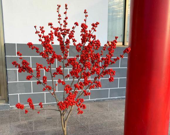 家里有阳台，养盆“富贵花”，过年红火又喜庆，旺人又旺家，漂亮