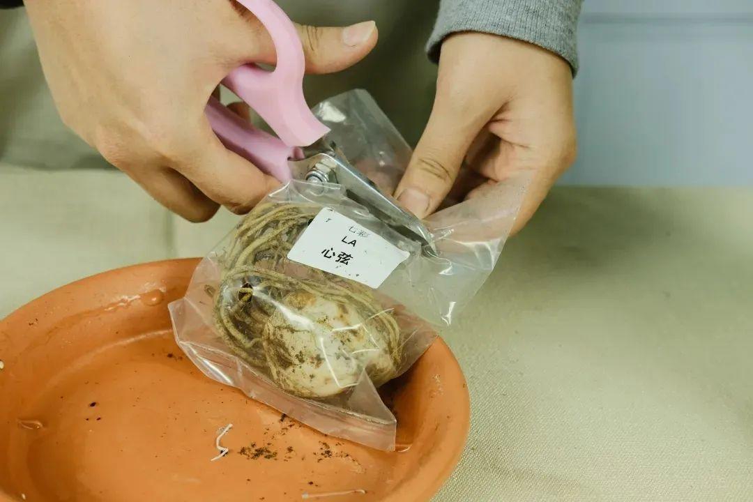 家里养盆香香花，一年开一茬，一茬生一窝球，多的数不清