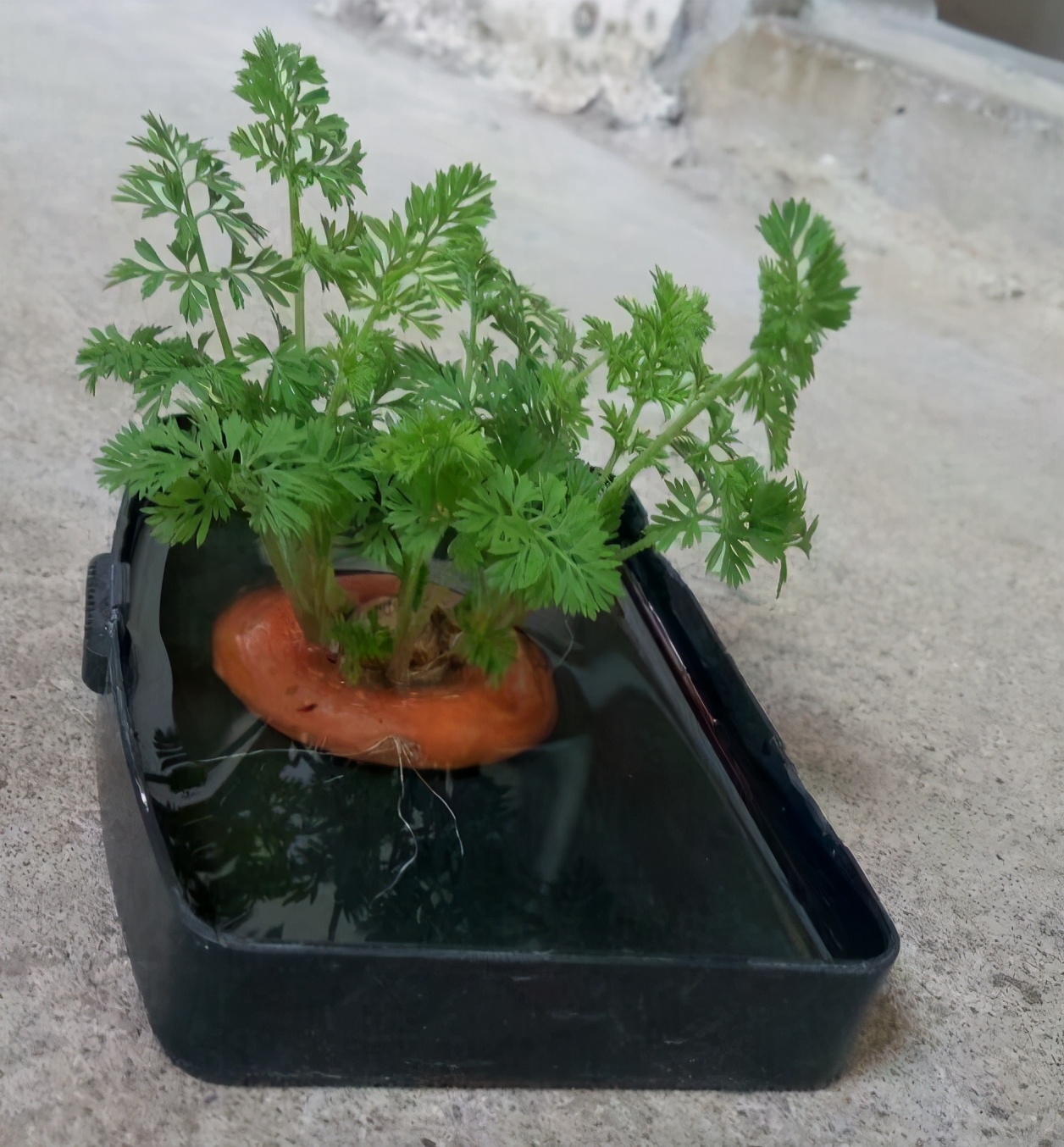 吃完的菜根切下来，埋土里就冒芽，以后不用买菜了