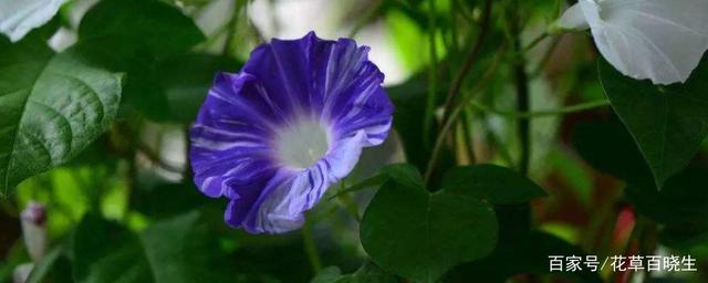 为什么牵牛花早上开，晚上台？