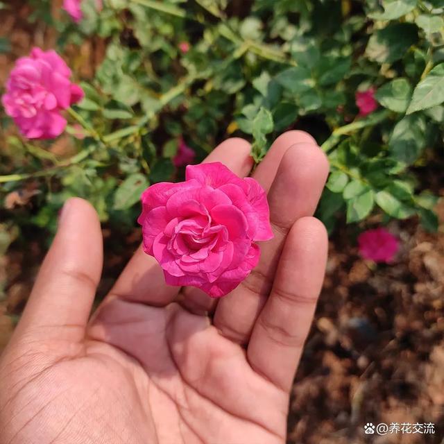 阳台小可以选微型月季(或超微月季)！