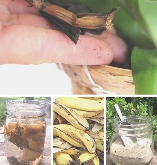 香蕉皮用来养花的几大作用，轻松变无臭肥料，促进植物生长