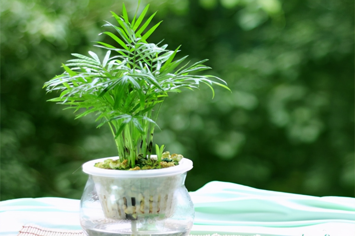 袖珍椰子精致小巧，耐阴好养，一定要学会4点养护方法