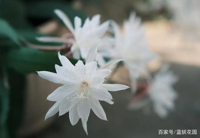 白天开花的昙花你见过吗？它就是小叶昙花，超级多花还很好养