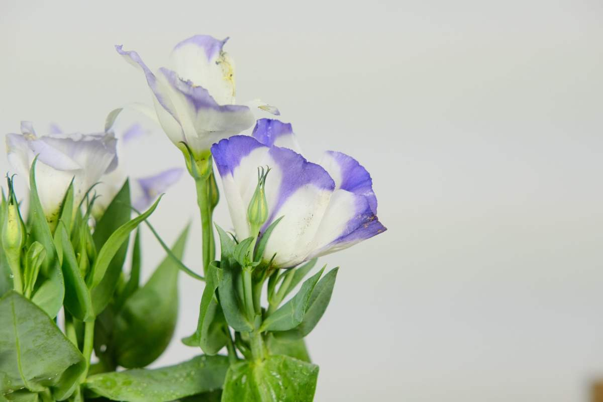 世界名花洋桔梗，总是养不好？这4点一定没做好