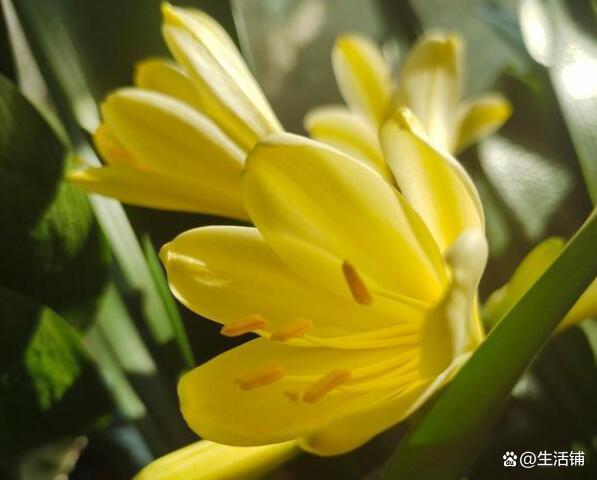 君子兰长得慢怎么办？抓住生长点，用对方法，长势喜人