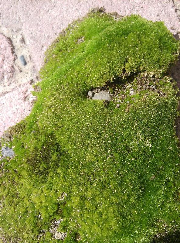 苔癣绿植不起眼，养上一盆，邻居看了都眼馋