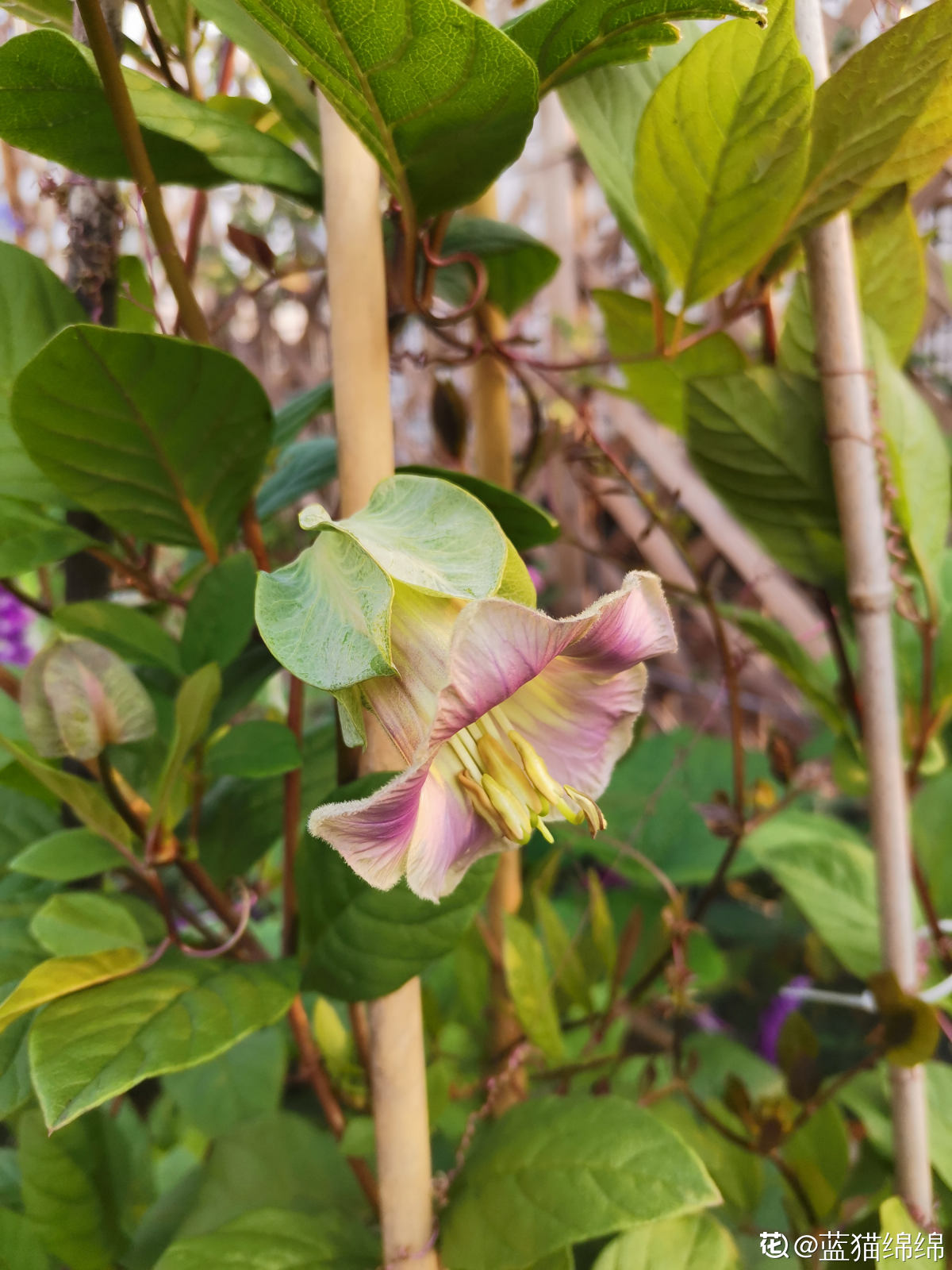 电灯花开花像个“小电灯”，花朵又大艳丽，适合种院子里
