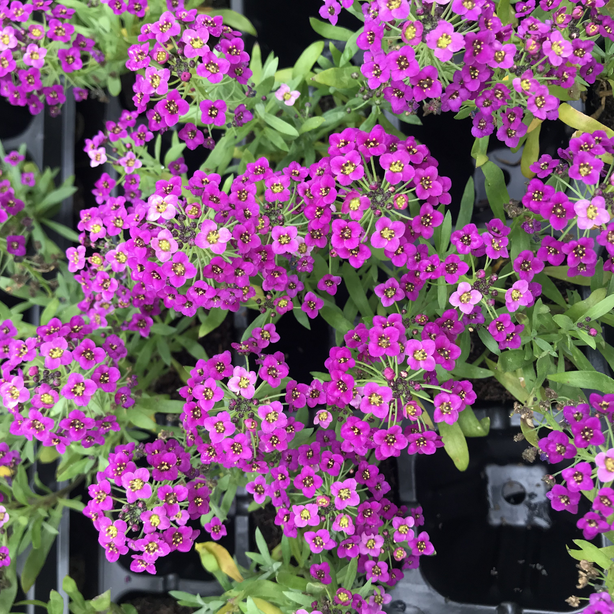 能养成“球型”的4种花，满盆都是“花苞”，适合家庭养