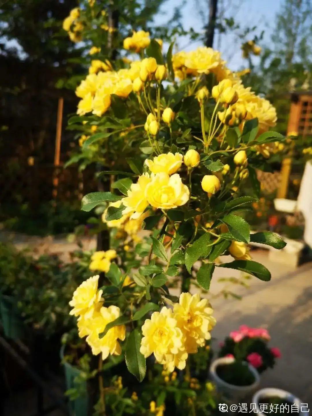 地里种棵木香花，2个月爬成一面花墙，开成花瀑布