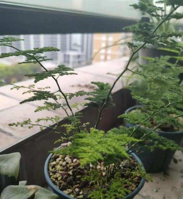 这10种“健康花”，有些寓意好，有些吸毒杀菌，都很漂亮