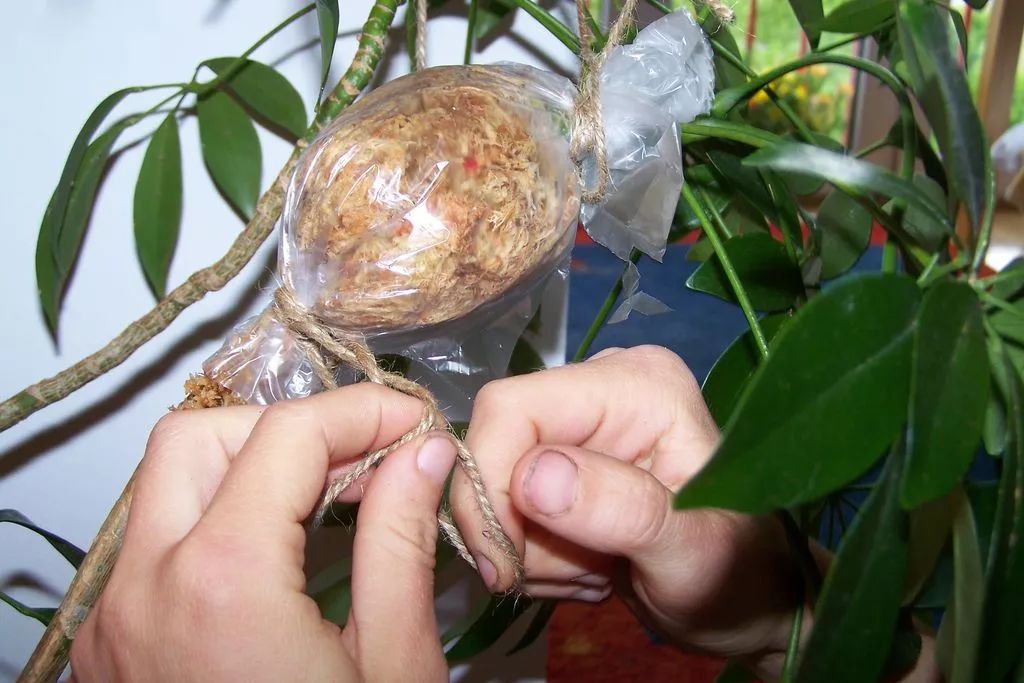 繁殖家里的木本绿植,可以尝试一下高枝压条法