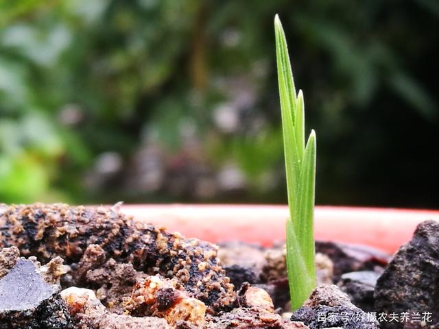 寄居兰花种植法，最适合单苗的春兰和蕙兰，半年就能长出壮苗