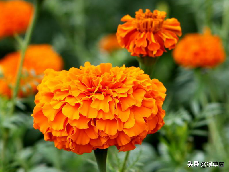 适合春季播种，寓意长寿的菊花—万寿菊，花瓣大，花期长