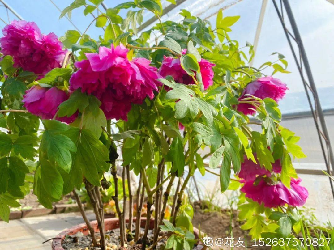 给植株修剪，要提前看好天气，15度以上再修剪