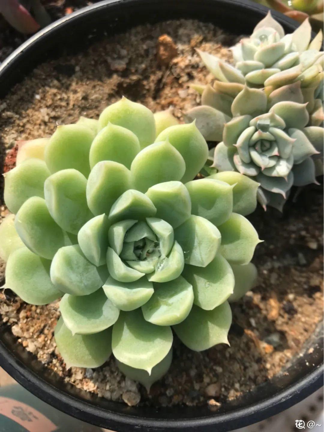3款果冻多肉，透明软萌人人爱，好想轻轻咬一口