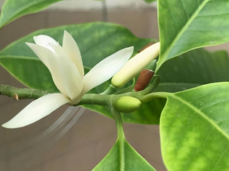 网红花不一定好养，跟风买要慎重，千万别盲目