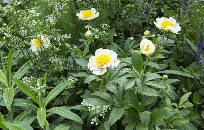 英式传统花境的现代演绎亮了,附全部植物配置品种,开眼了 英式传统花境的现代演绎亮了,附全部植物配置品种,开眼了