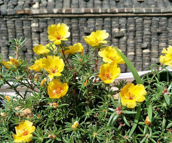午时花、百日菊、大丽菊：阳台多搁几盆，要不了多久就成花海