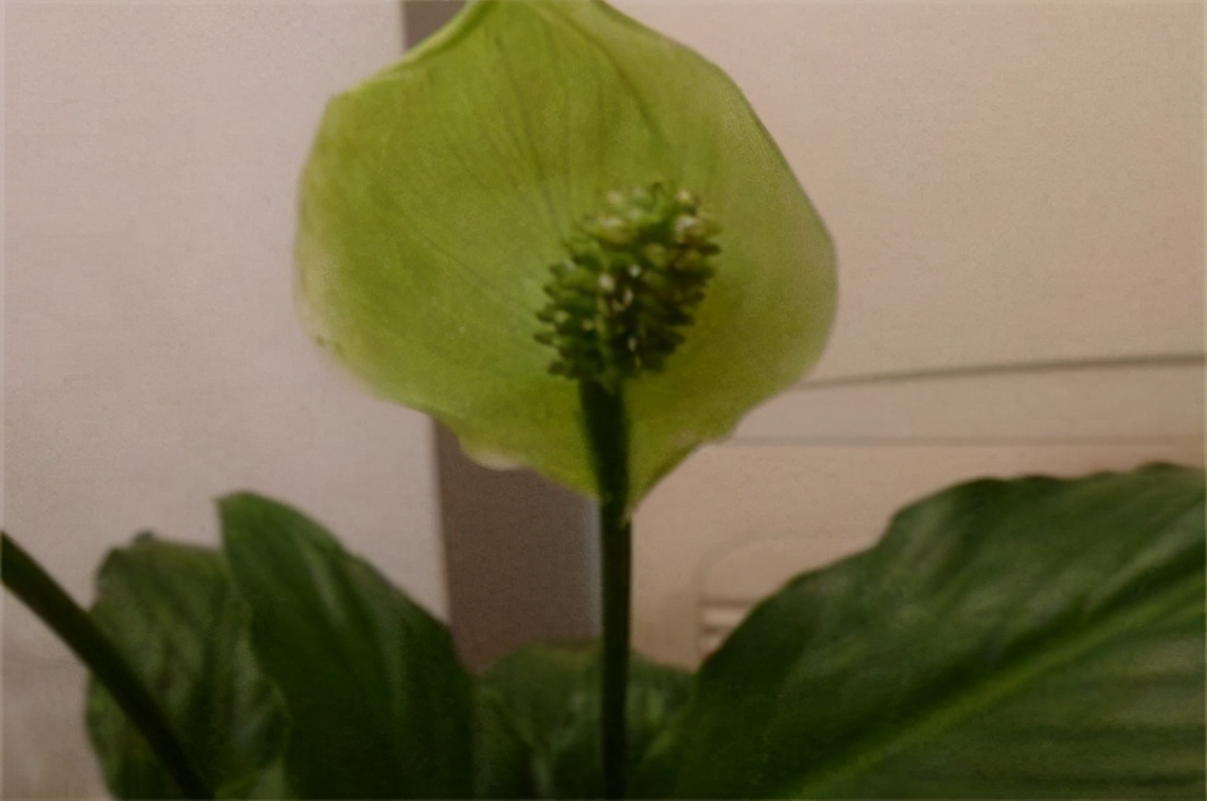 白掌的花怎么养绿了？武汉办公室租植物