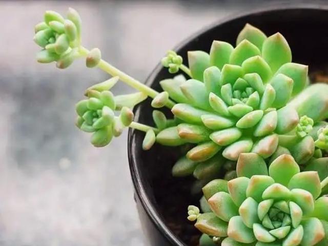 养了3年的子持白莲，要是搭配一个高盆，养成悬崖桩就更美了