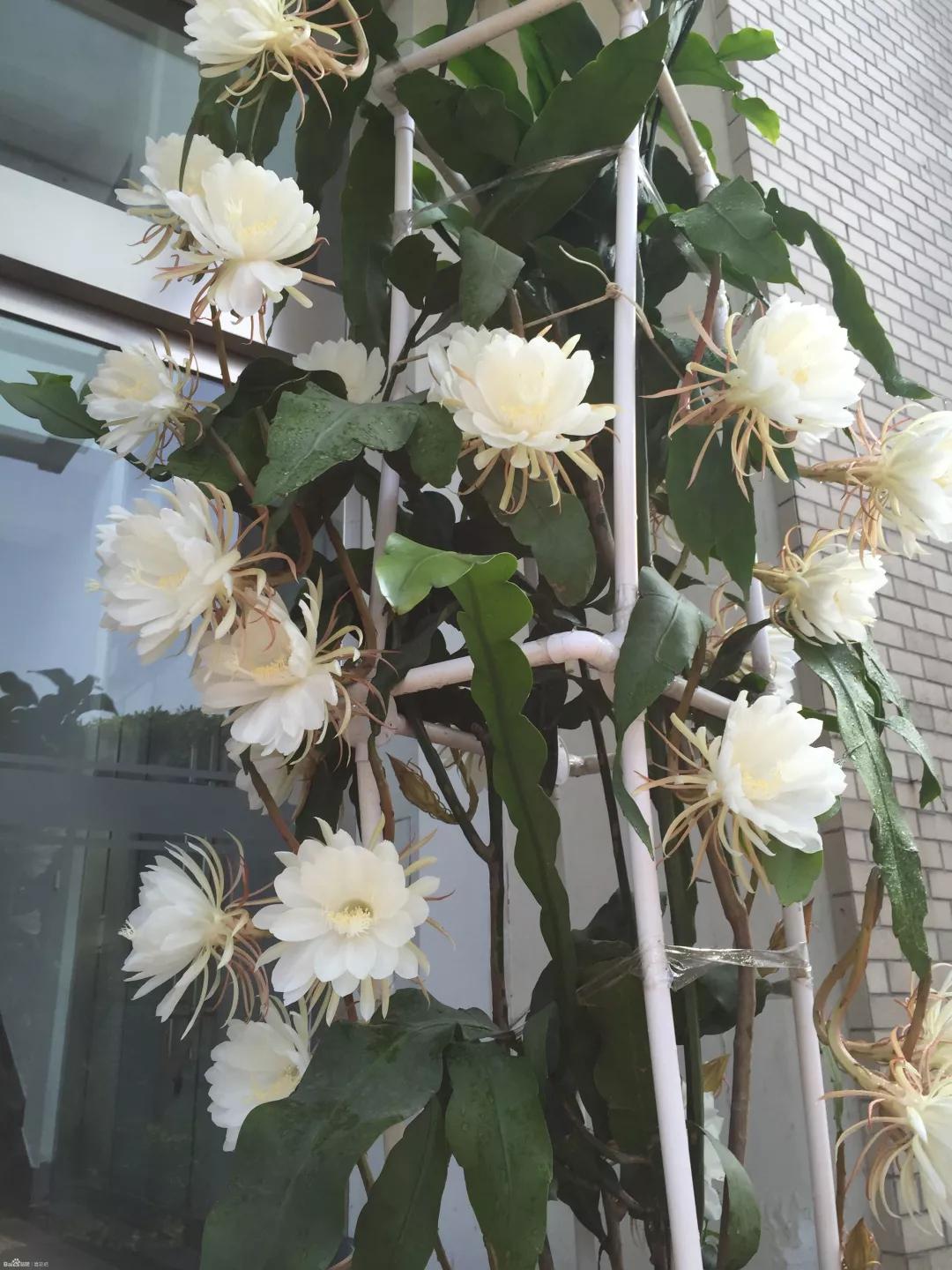  这些花别花冤枉钱买，朋友家里摘片叶子就能活，繁殖太简单