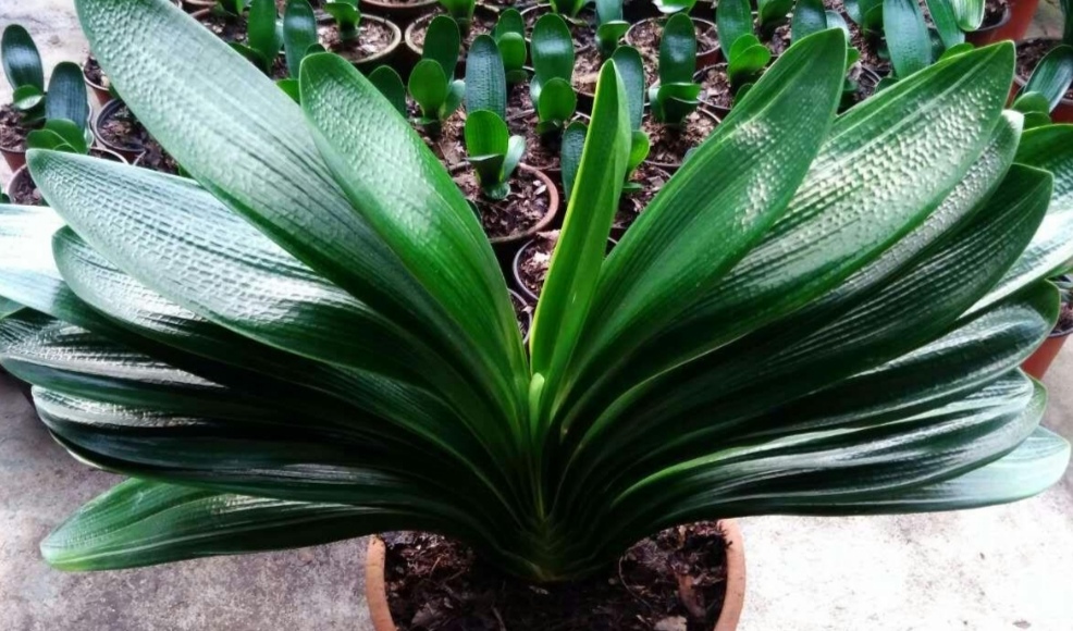 春天养君子兰，2个地方剪一剪，补上1种肥，植株越长越旺