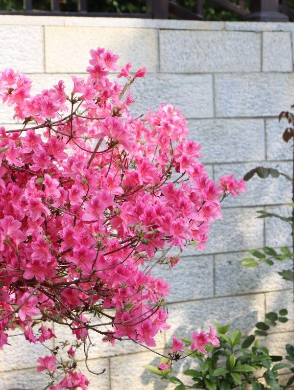 武汉“春赏花”切入杜鹃花海频道