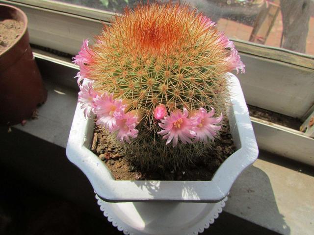 不是所有的花卉都喜欢沙土，有些花卉用沙土栽培，反而适得其反