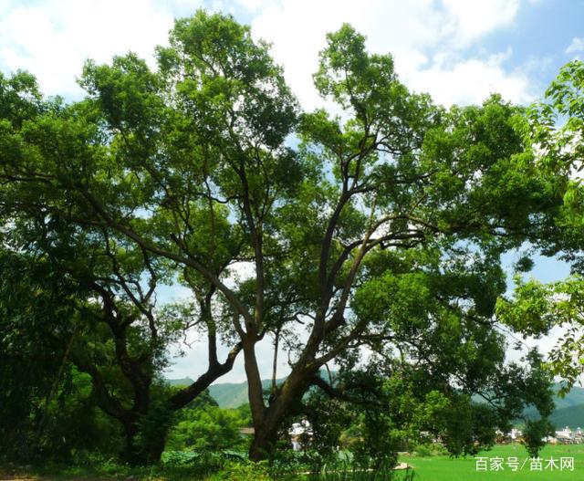 香樟移栽时注意事项