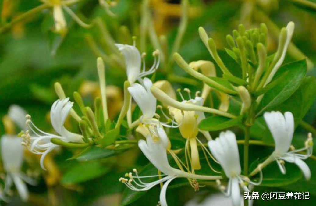 夏季养金银花，存在“5大”要点，做到位，想要生长不顺都难