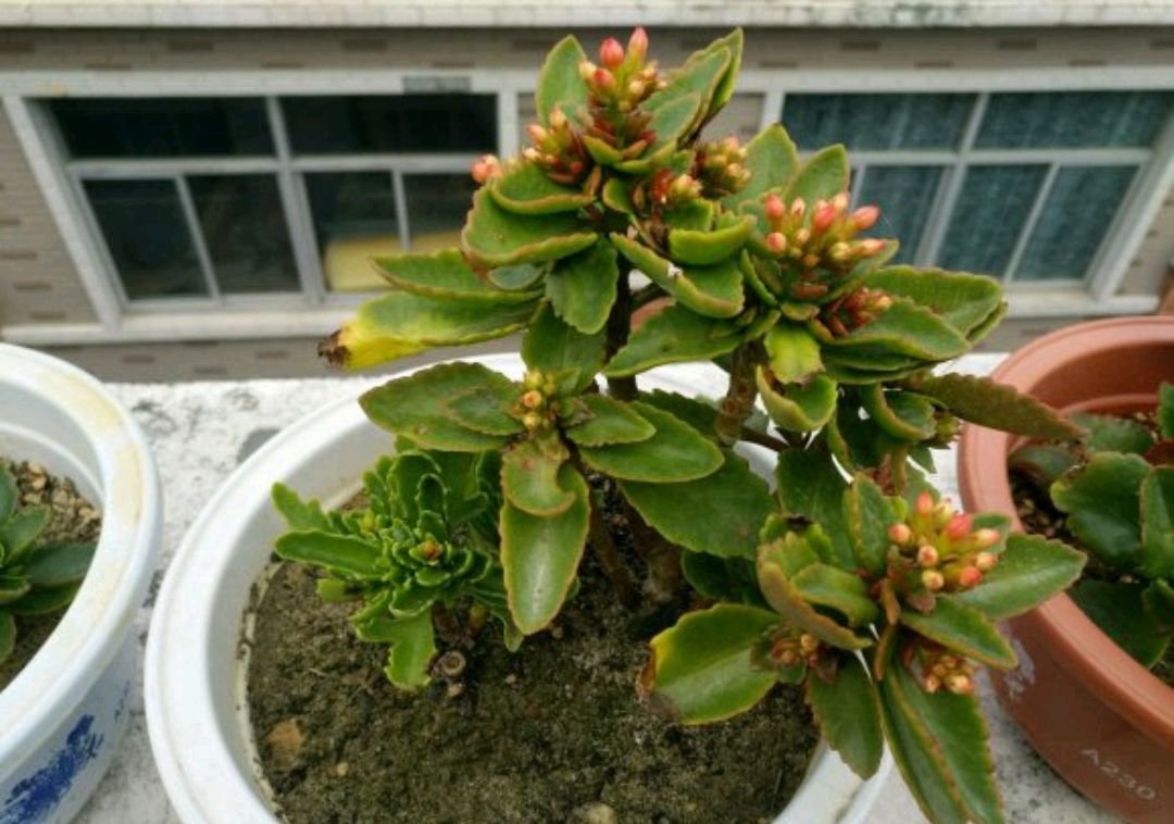 长寿花终于等到花苞了，但是长寿花的叶片突然变红，正常吗？