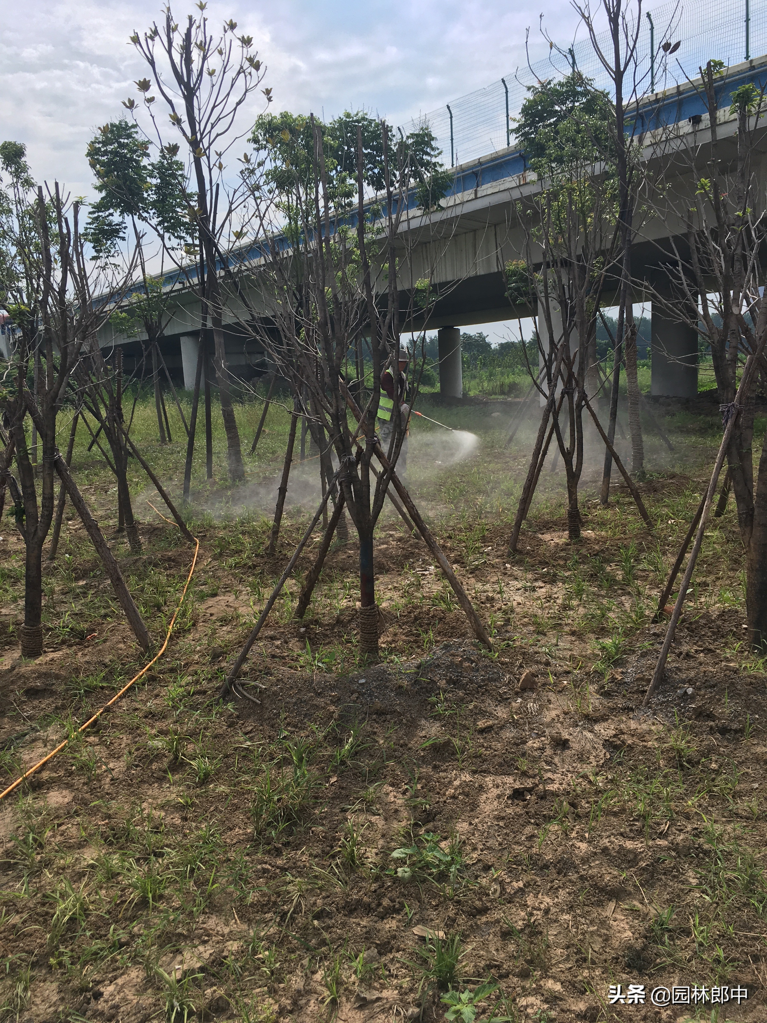 麦冬草栽植之后，该如何做好杂草的防除工作？