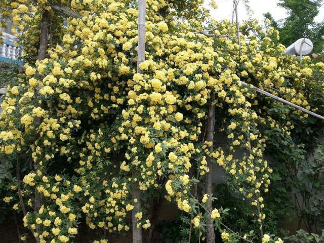 花卉霸主木香花，房子都能爬满了，比桂花都香，花期较长