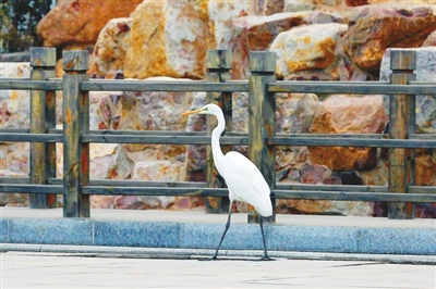 临西县坚持环境治理、造林绿化与城市发展并重——好生态引来白鹭栖息 临西县坚持环境治理、造林绿化与城市发展并重——好生态引来白鹭栖息
