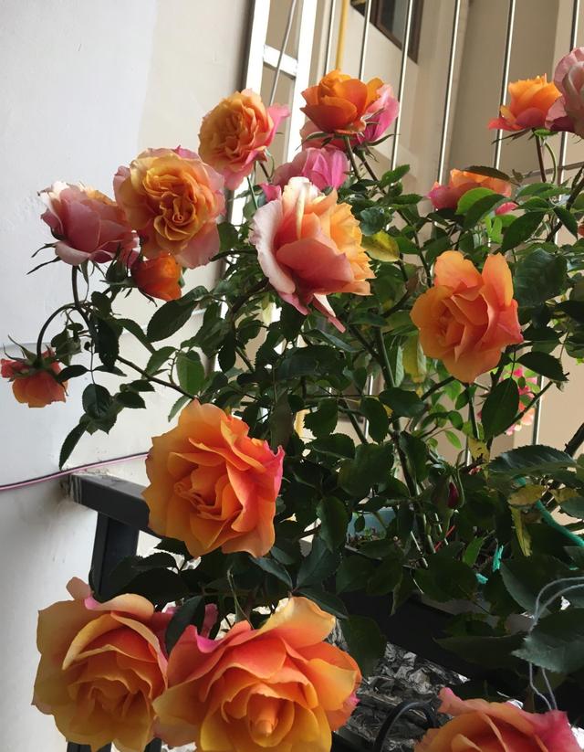 新手养月季，就选“艾帕索”，皮实好养，多季花开，花朵又美又香
