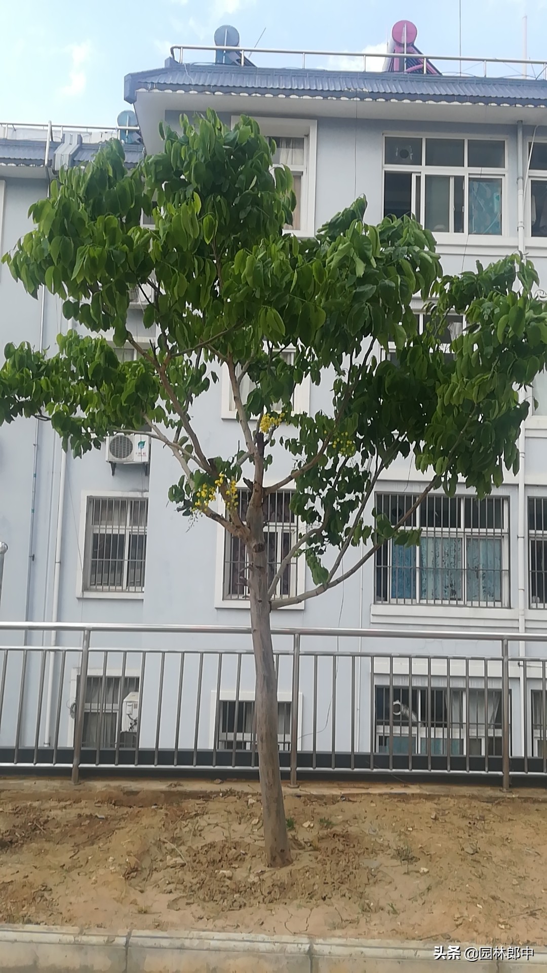 苗木被木蠹蛾危害后枝叶干枯，防治两个月后枝叶复绿、恢复生机