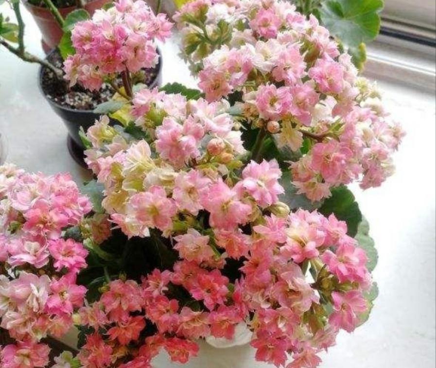 5种漂亮花，冬天多“晒一晒”，开花早，花色更加鲜艳
