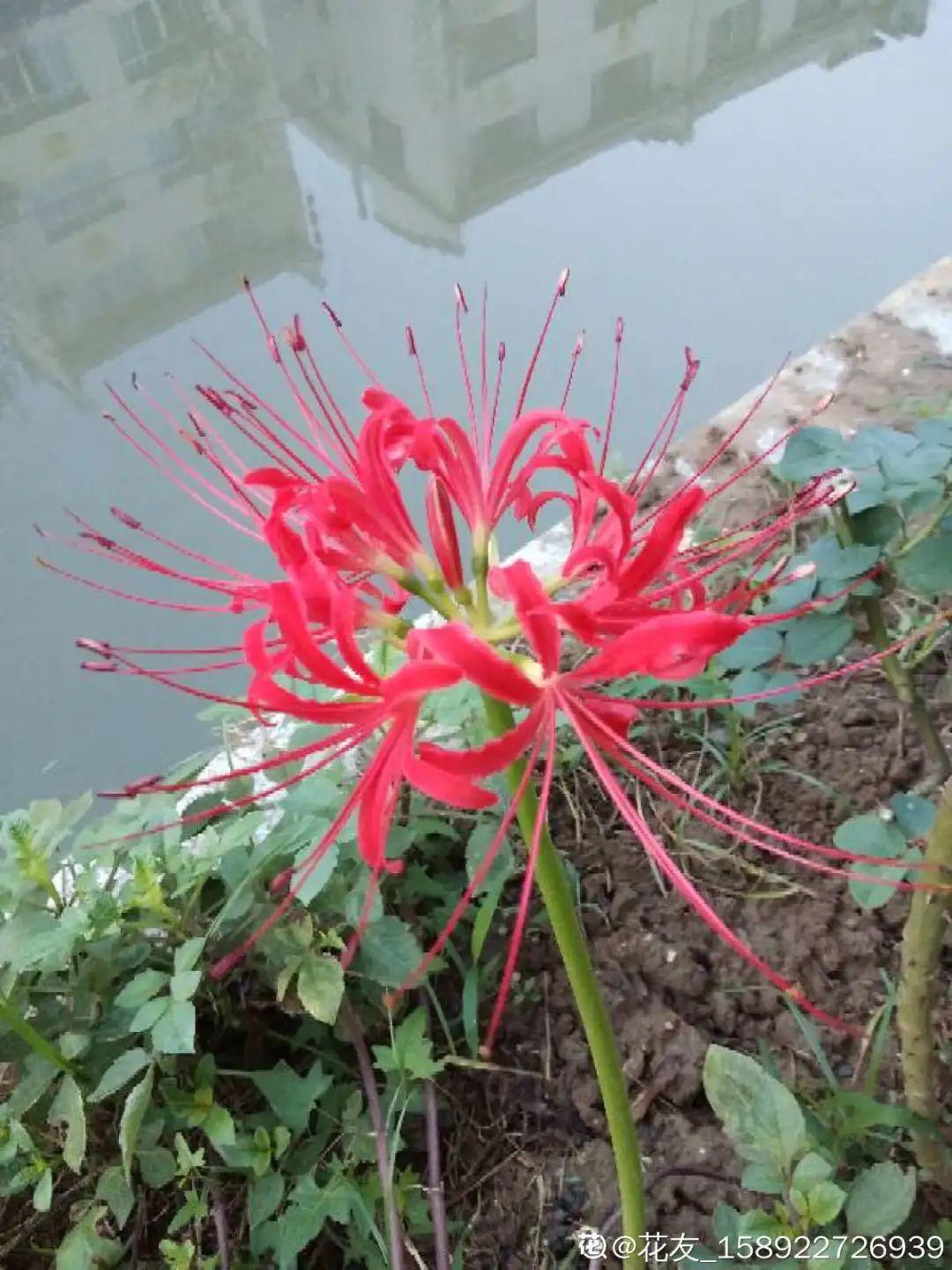 花长不好，就炒菜吃？千万不行