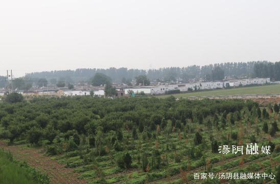 播撒绿意 绘就发展最美底色——汤阴韩庄生态绿化工作侧记
