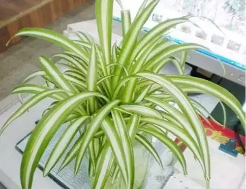 10种常见植物养护秘诀，养死算我的
