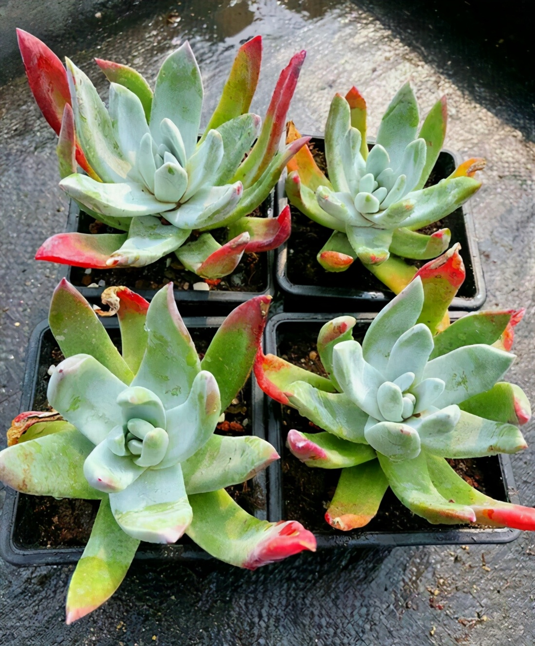 不容错过的浓颜系多肉，简介珊瑚珠、法瑞诺莎、花月夜、红霜
