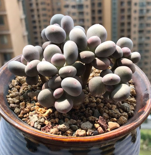 养花“三种土”，任何植物都能用，但是环境不同，选择就要不同