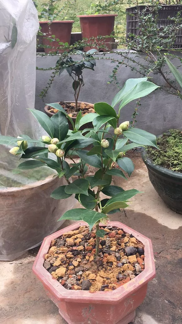 4种花要“冻一冻”，马上变成高颜值，花开满盆