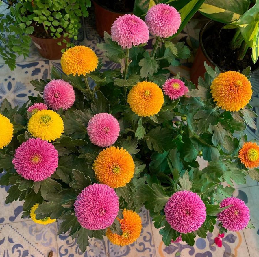 养乒乓菊，做到“3勤、1控制”花朵又大又圆，年年能开花