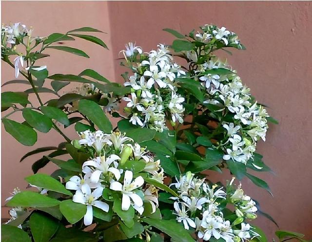 家有阳台别错过，此花比绿萝还好养，花开似海，满屋飘香
