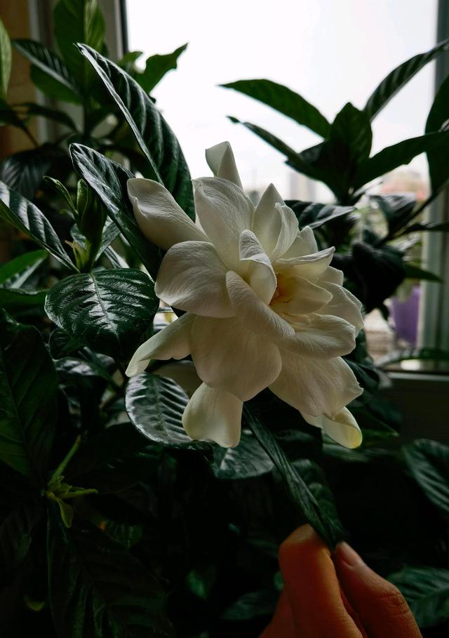 喜欢养栀子花，就选“牡丹栀子”，花朵超大，香气好闻，种植不难